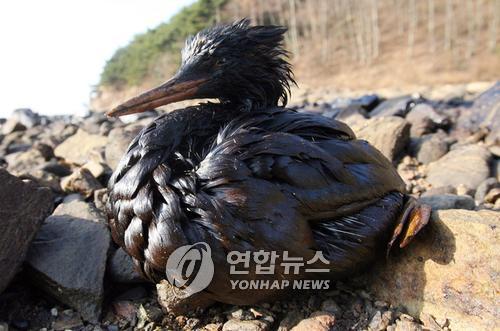 기름으로 오염된 태안 해변을 닦는 자원봉사자들